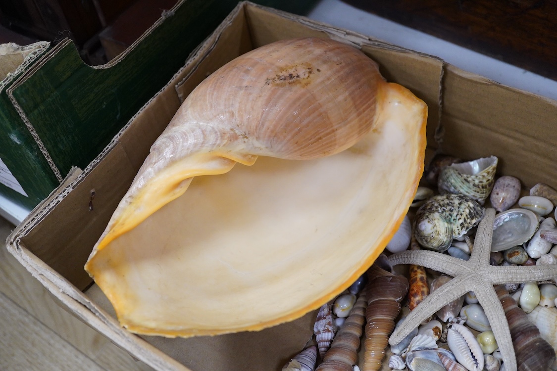 A selection of seashells and other marine invertebrates